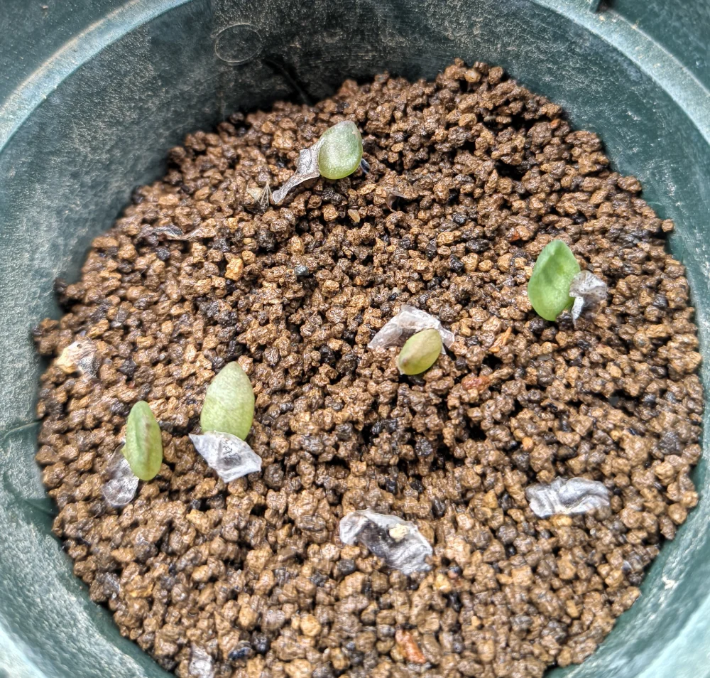 Aloe falcata (アロエ ファルカタ)