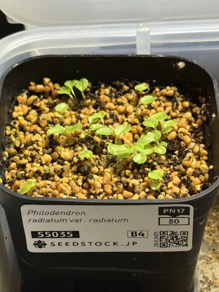 Philodendron radiatum var. radiatum (フィロデンドロン ラディアツム)