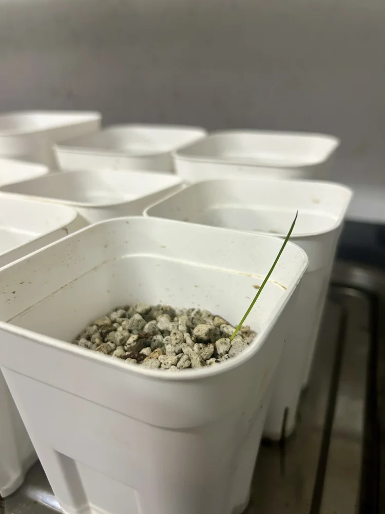 Dasylirion glaucophyllum (ダシリリオン クラウコフィラム)