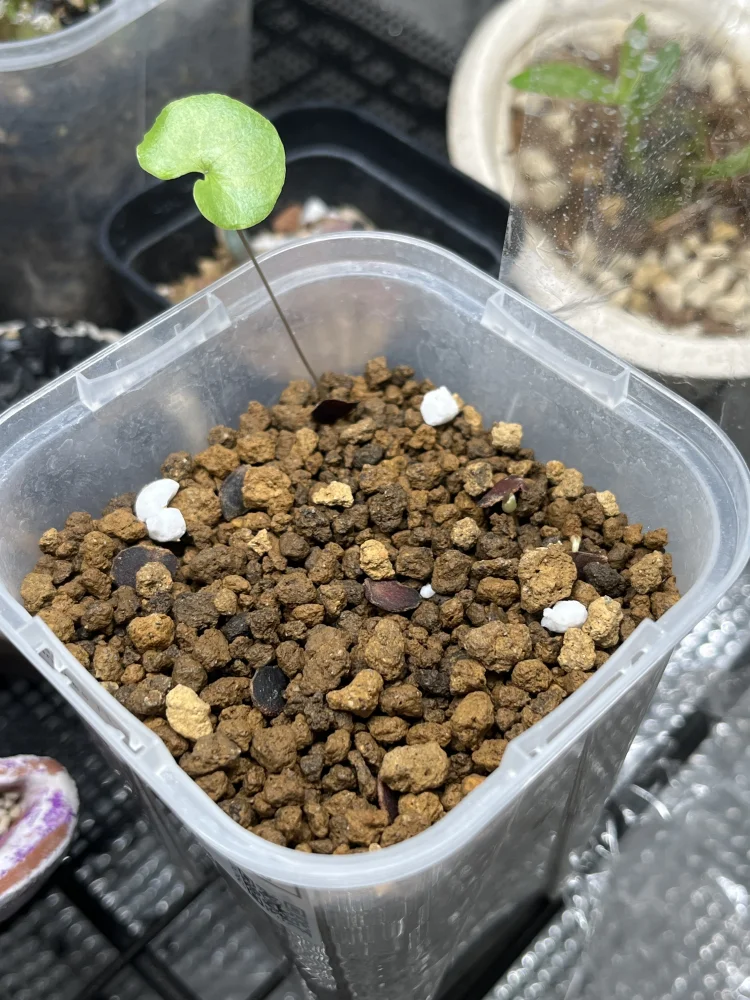 Dioscorea elephantipes (ディオスコレア エレファンティペス)