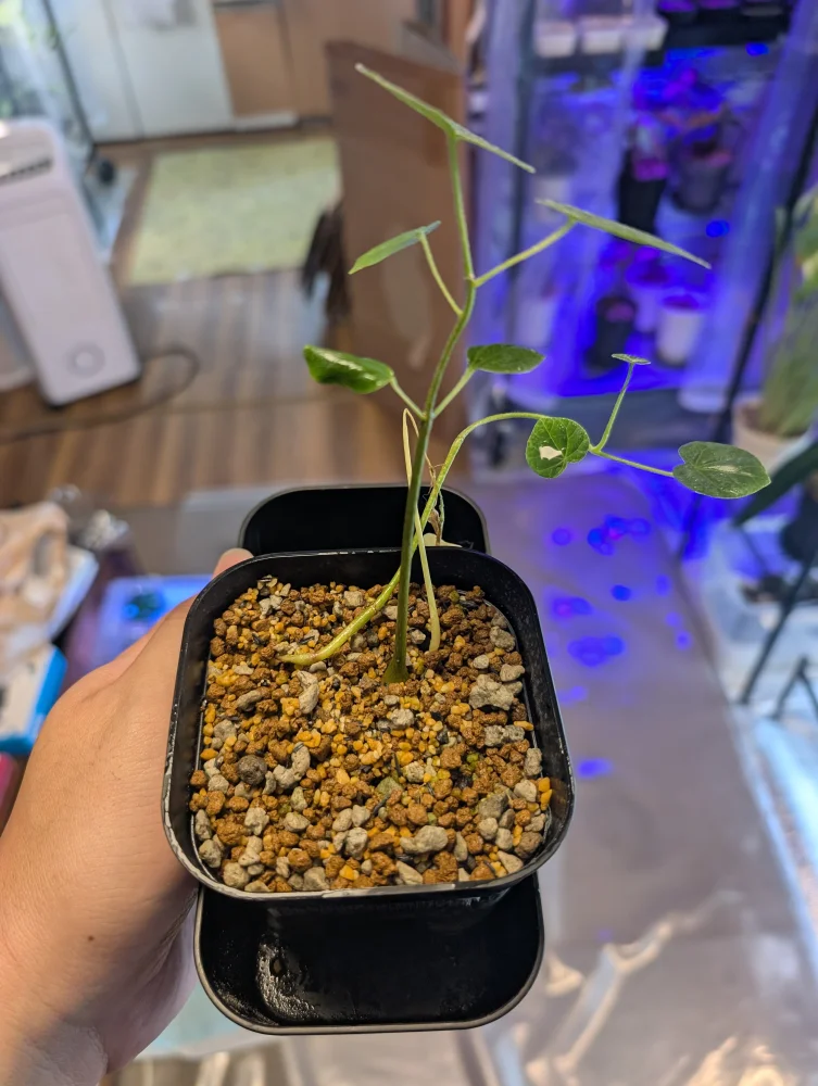 sp. Firmiana sp. (フィルミアナ)