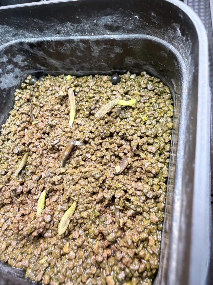 Pachypodium ambongense (パキポディウム アンボンゲンセ)