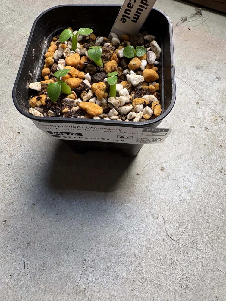 Pachypodium brevicaule ssp. brevicaule (パキポディウム ブレビカウレ 小粒)