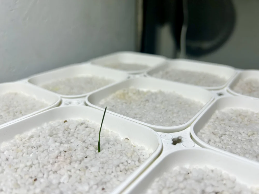 Xanthorrhoea preissii (ザントロエア プレイシー)