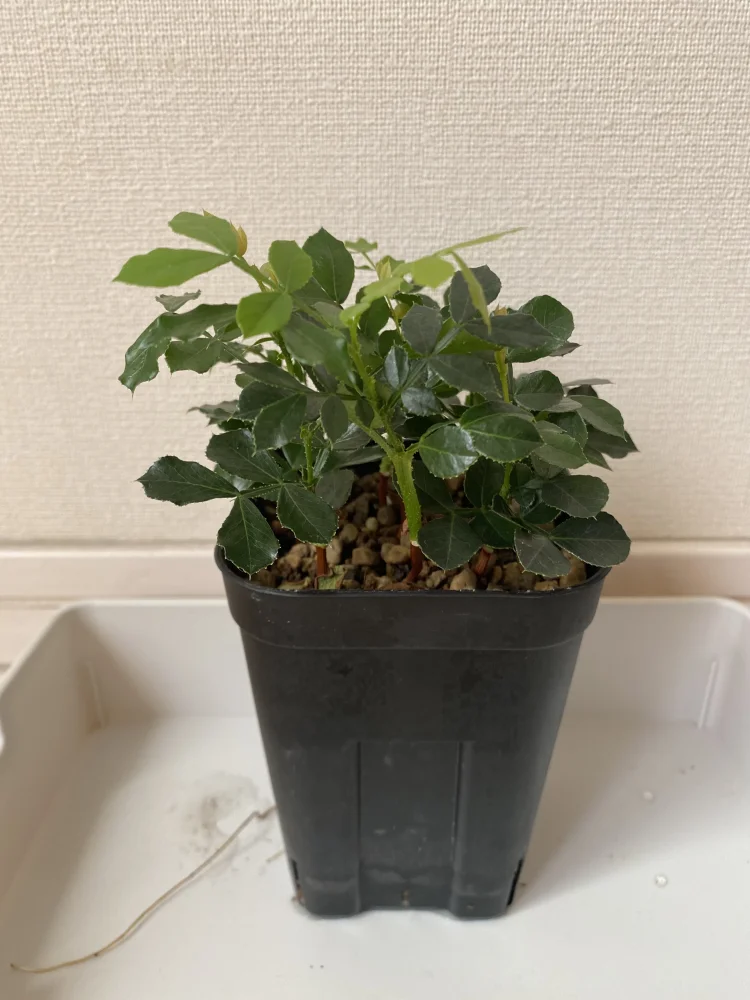 Schotia capitata (スコティア カピタータ)