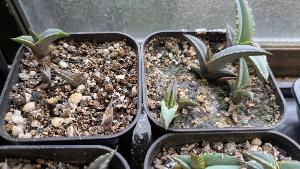 Agave titanota Blue Lot. (アガベ チタノタブルー)