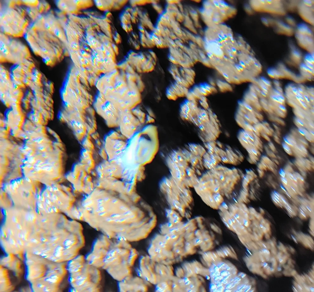 Lophophora diffusa (ロフォフォラ 翠冠玉)