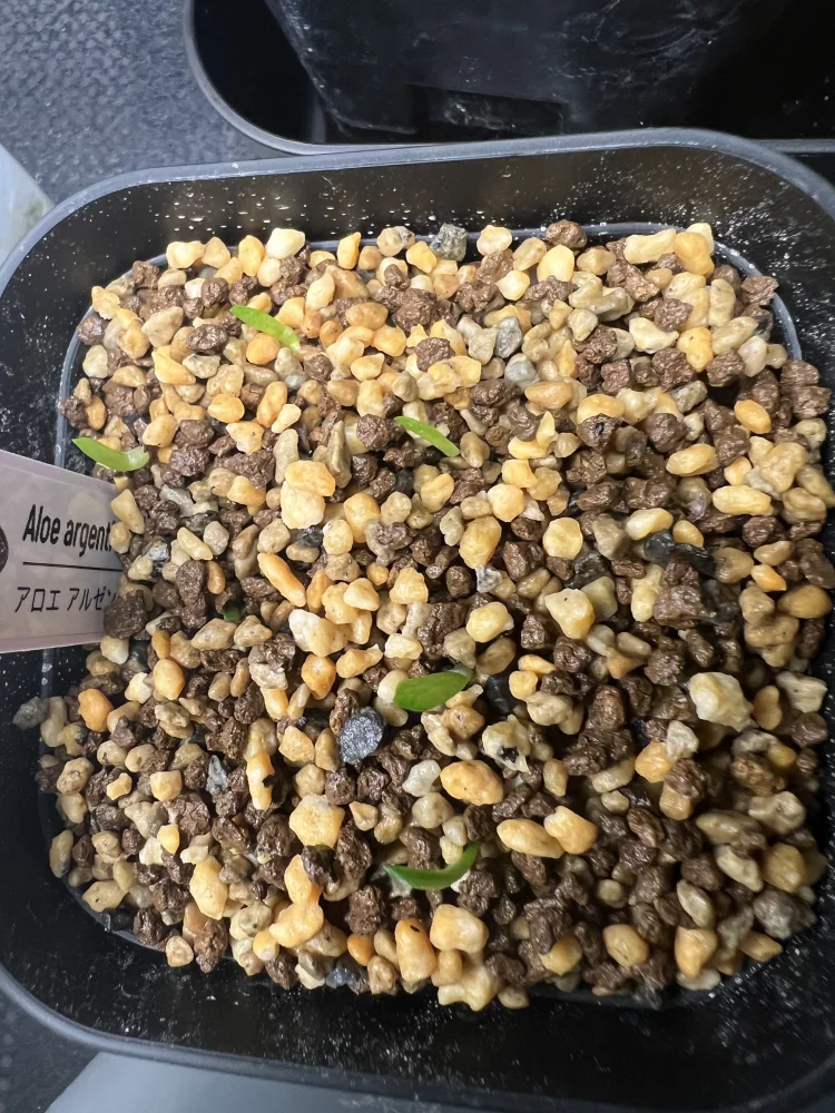 Aloe argenticauda (アロエ アルゼンチコウダ)