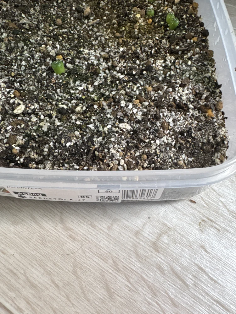 Eriospermum porphyrium (エリオスペルマム ポルフィリウム)