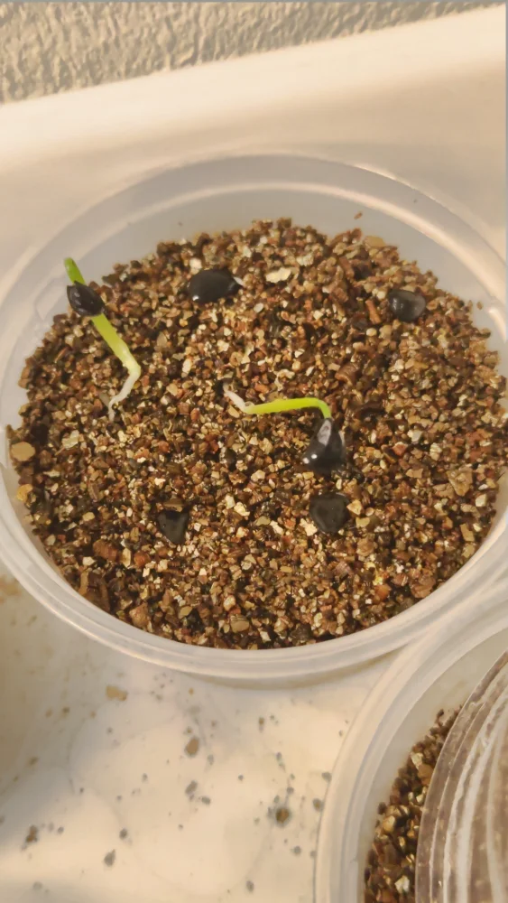 Agave ovatifolia (アガベ オバティフォリア)