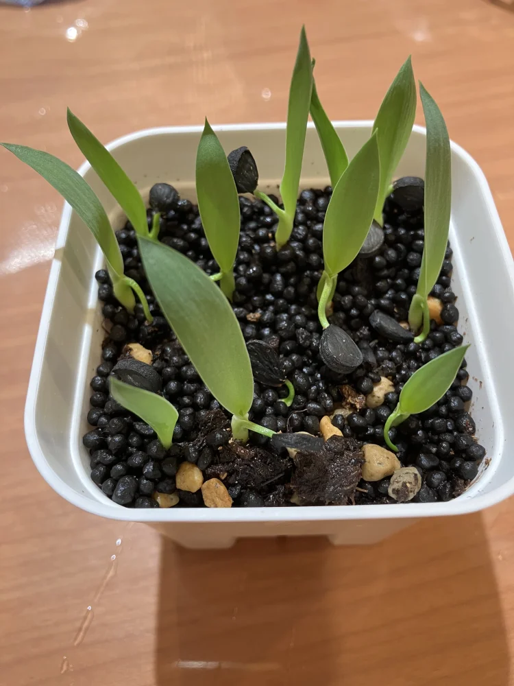Yucca baccata var. baccata (ユッカ バッカタ)