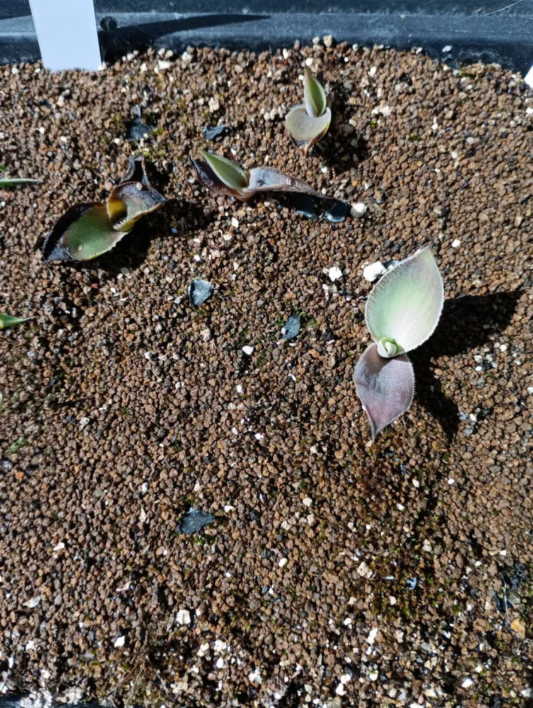 Agave ([プレゼント種子])