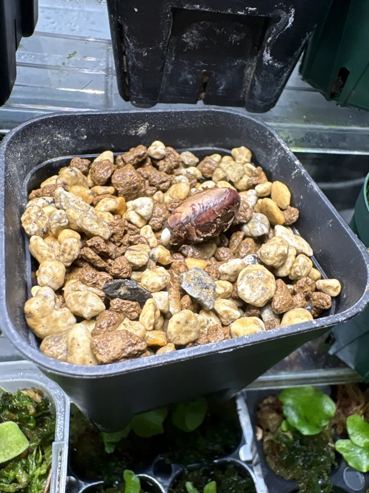 Delonix pumila (デロニクス プミラ)