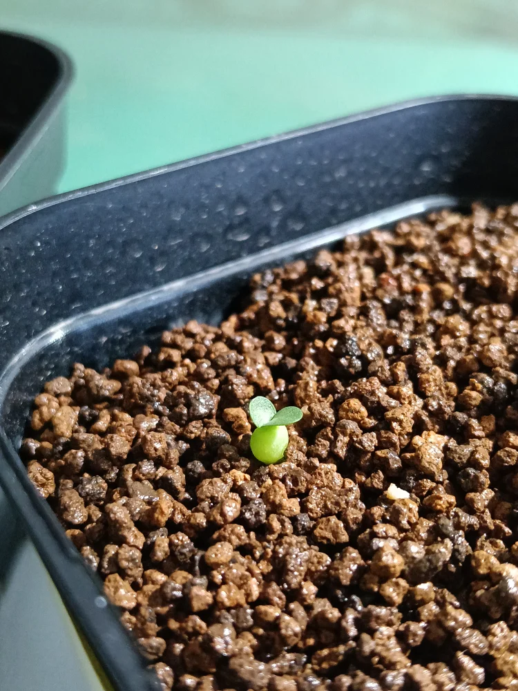Pachypodium brevicaule ssp. brevicaule (パキポディウム ブレビカウレ)