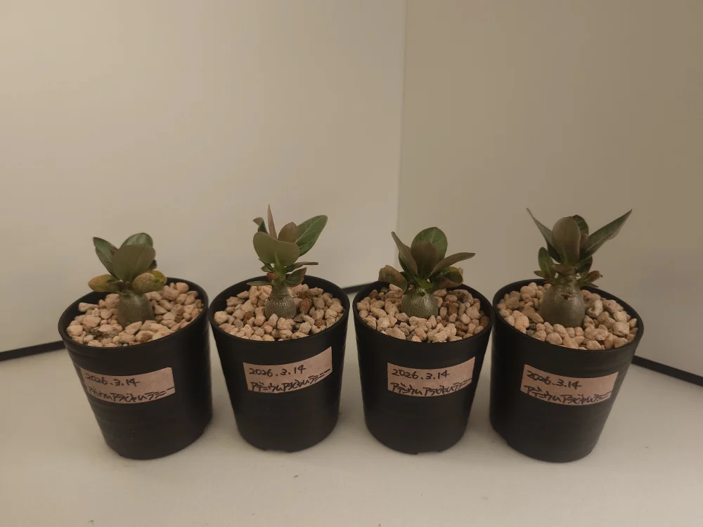 Adenium arabicum rachine (アデニウム アラビカム ラシニー)
