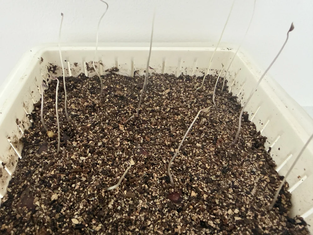 やっと見事の発芽