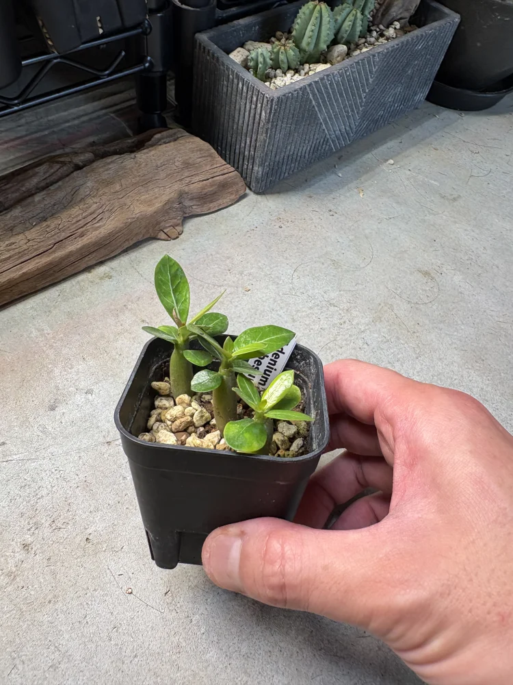 Adenium obesum (アデニウム オベスム)