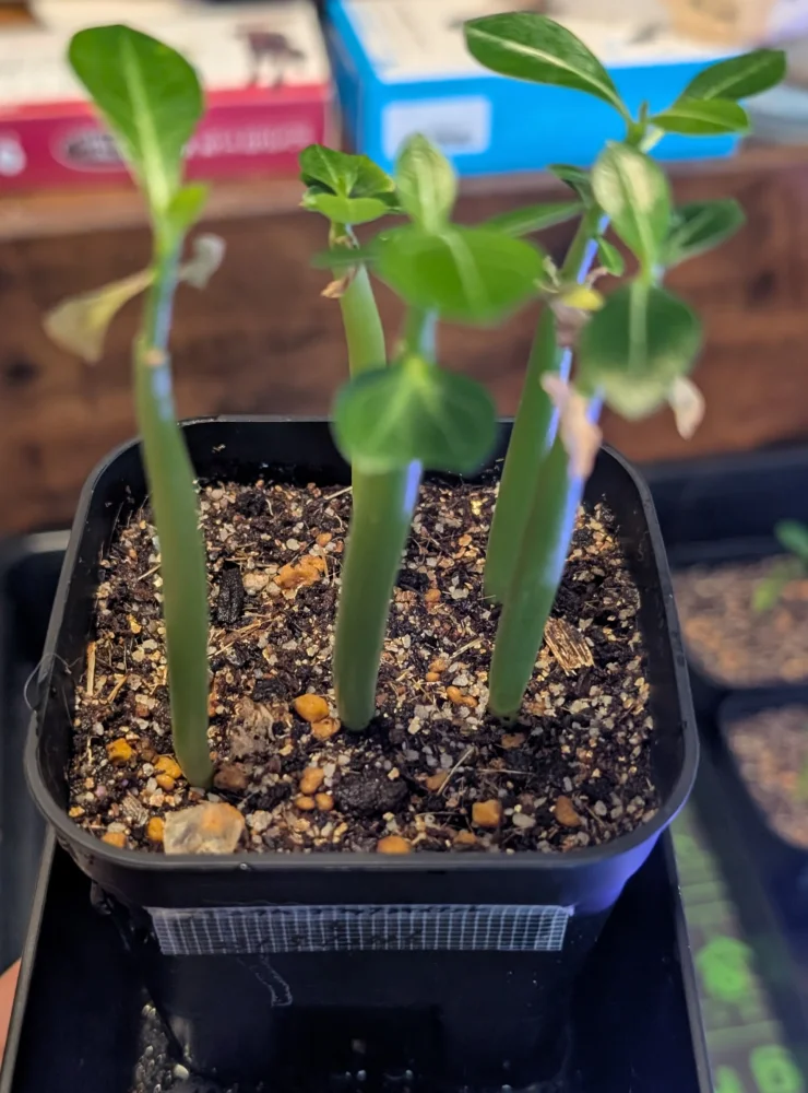 Adenium arabicum black giant (アデニウム アラビカム ブラックジャイアント)