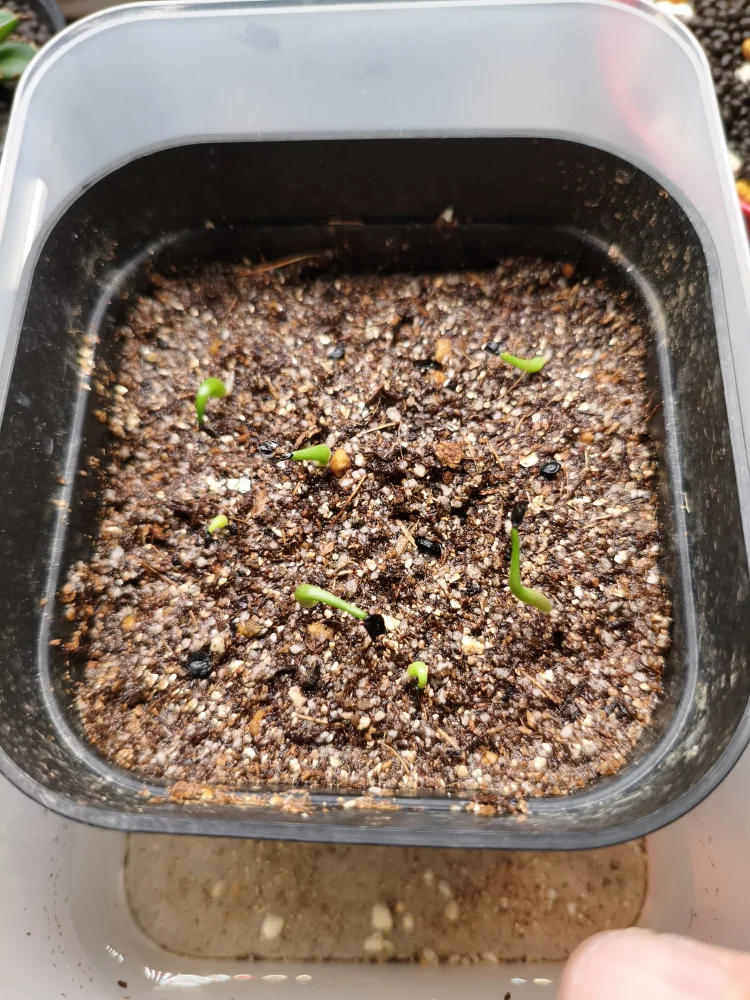 Agave titanota Blue Lot. (アガベ チタノタブルー)
