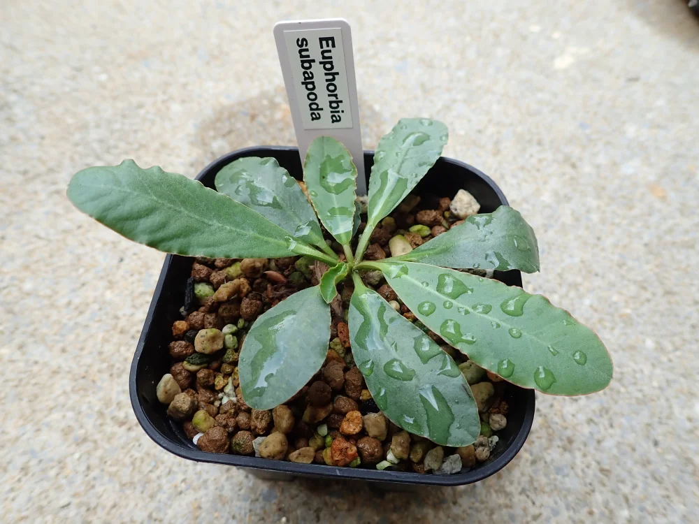 Euphorbia subapoda (ユーフォルビア スバポーダ)