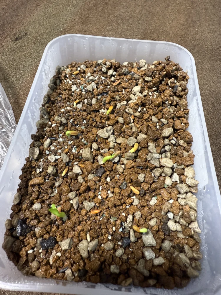 Pachypodium rosulatum var. gracilius Lot. (パキポディウム グラキリス)