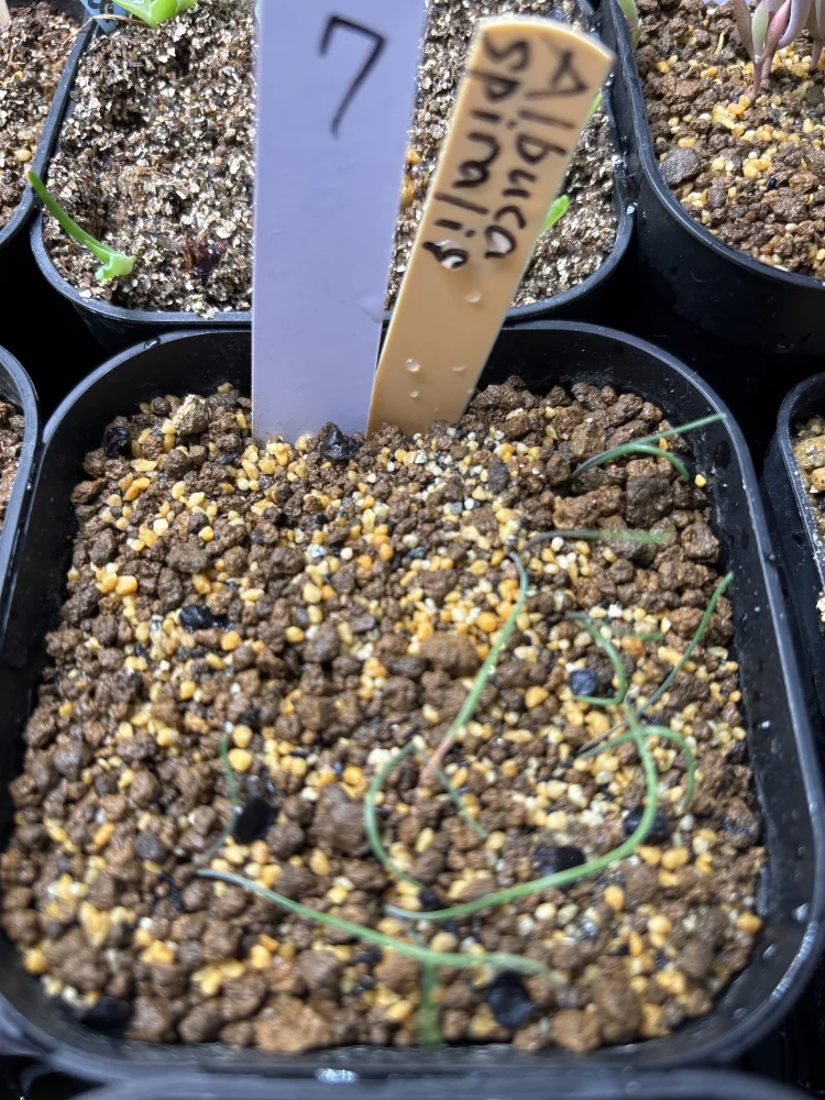 Albuca spiralis (アルブカ スピラリス)