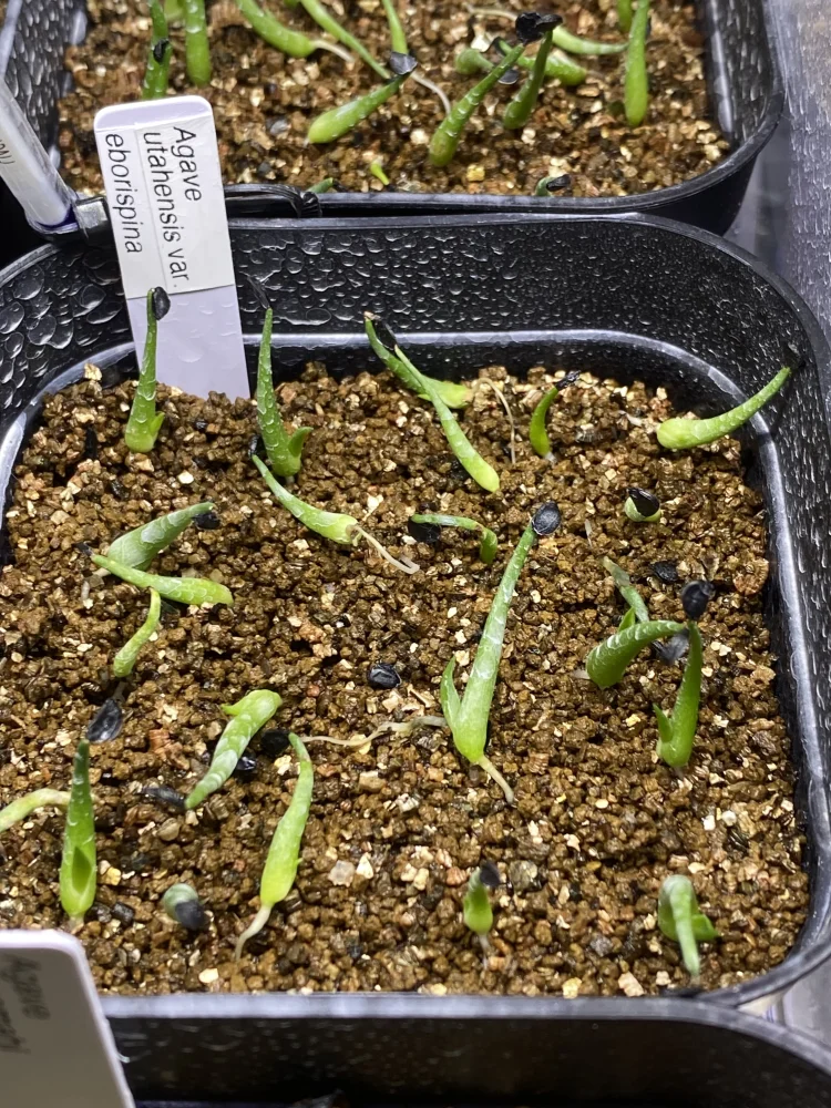 Agave utahensis var. eborispina (アガベ エボリスピナ)