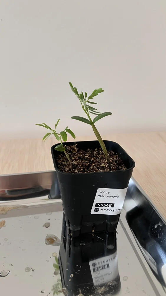 Senna meridionalis (センナ メリディオナリス)