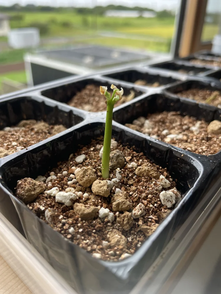 Adansonia grandidieri (アダンソニア（バオバブ）グランディディエリ)