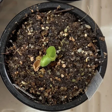 Pachypodium rosulatum var. eburneum (パキポディウム エブレネウム)
