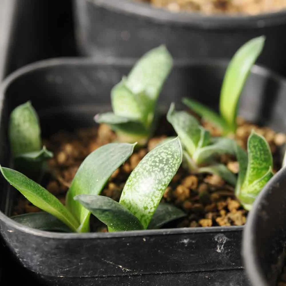 Gasteria Mix (ガステリア ミックス)