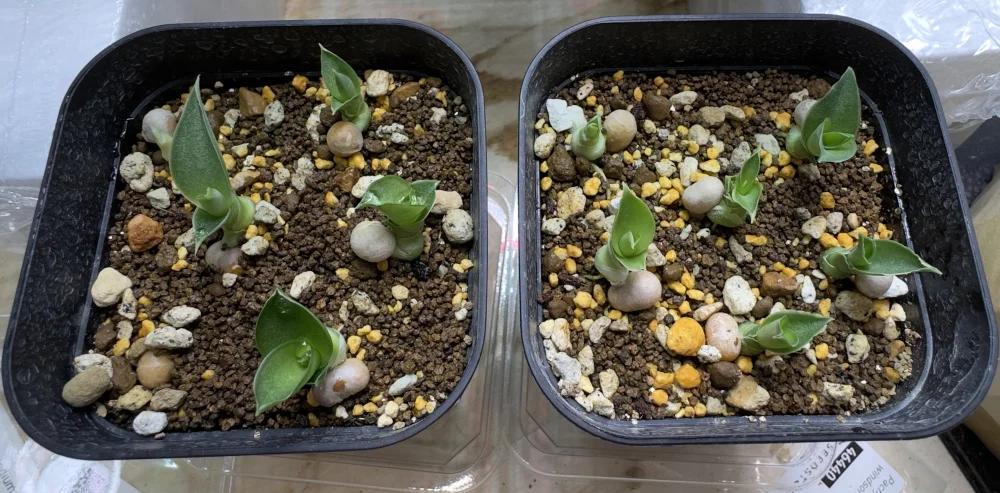 Sansevieria aethiopica (サンセベリア エチオピカ)
