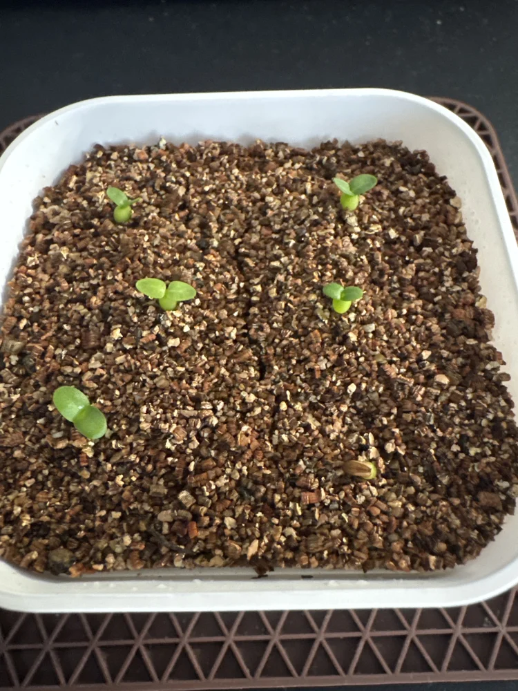 Pachypodium brevicaule ssp. brevicaule (パキポディウム ブレビカウレ 小粒)
