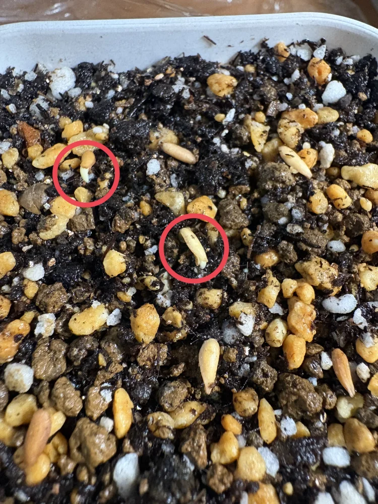 Pachypodium rosulatum var. makayense Lot. FREE ([2026/6/8ご注文分で終了｜プレゼント種子] パキポディウム マカイエンセ)
