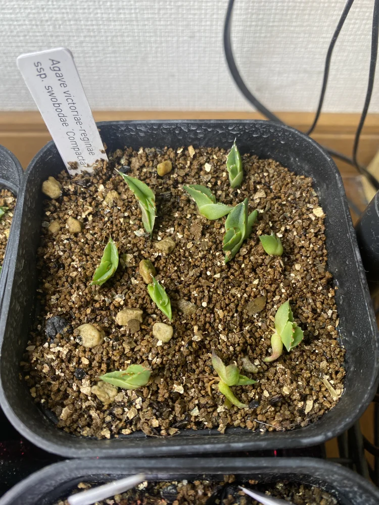 Agave victoriae-reginae ssp. swobodae (アガベ スワボダエ コンパクタ)