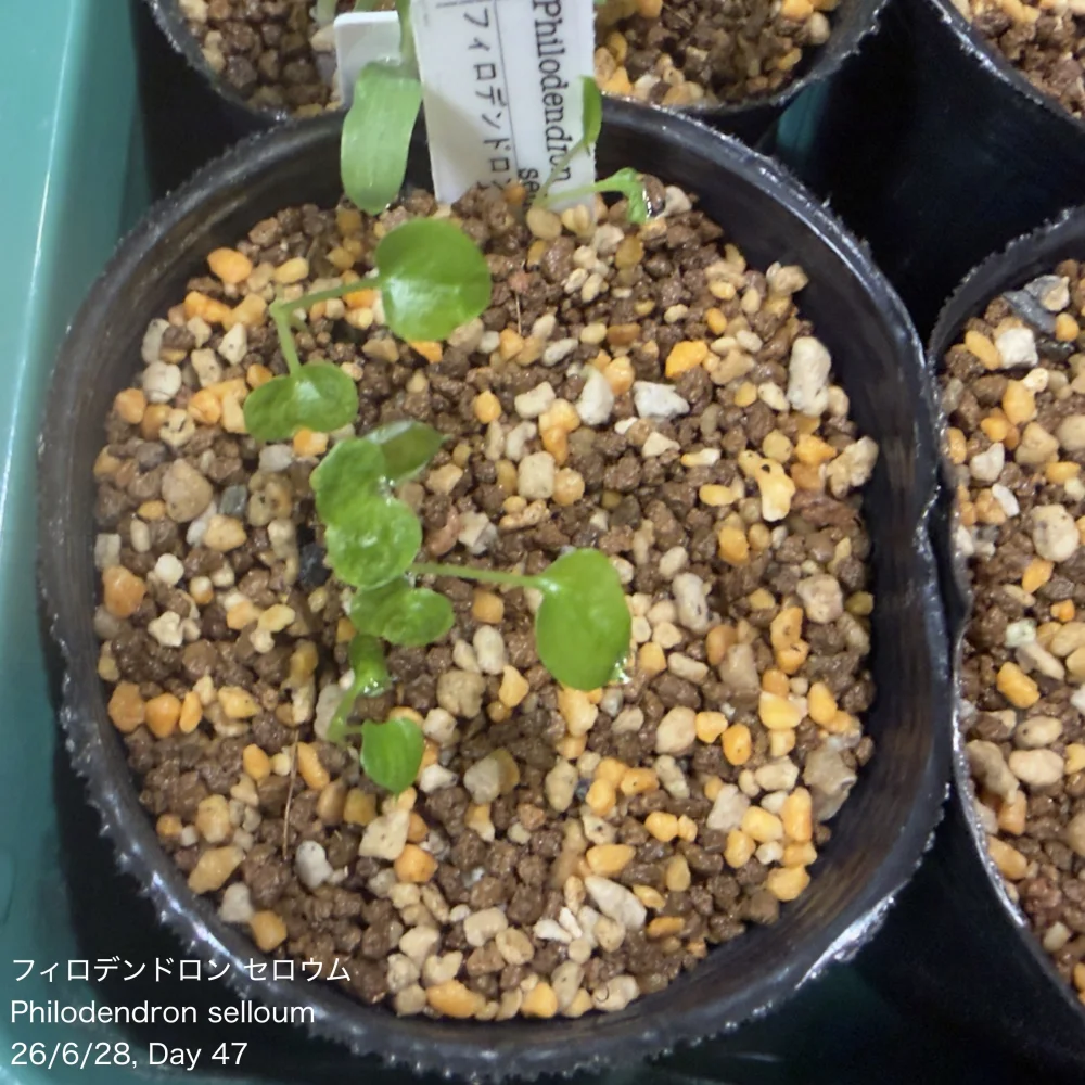 Philodendron selloum (フィロデンドロン セロウム)