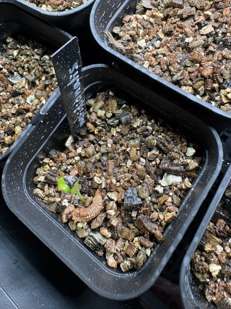 Senna meridionalis Lot. FREE ([プレゼント種子/終了しました] センナ メリディオナリス)