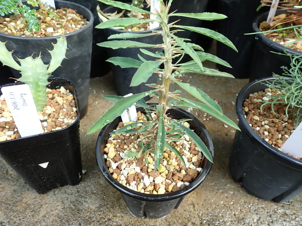 Euphorbia rossii (ユーフォルビア ロッシー)