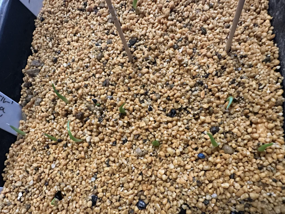 Agave titanota Blue Lot. (アガベ チタノタブルー)