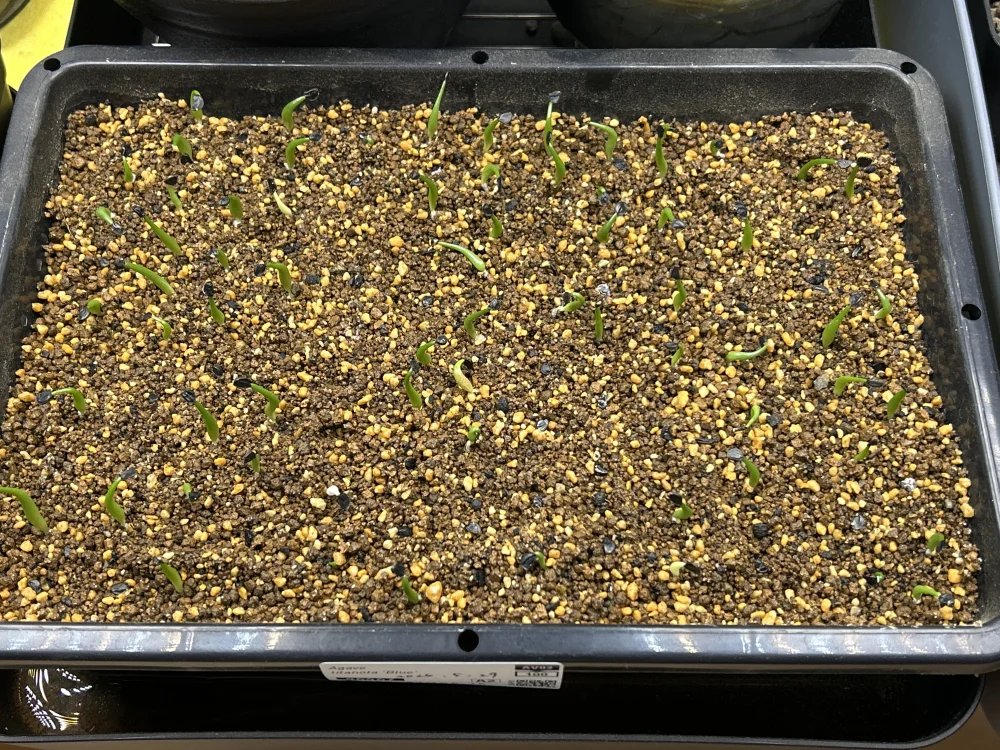 Agave titanota Blue Lot. (アガベ チタノタブルー)