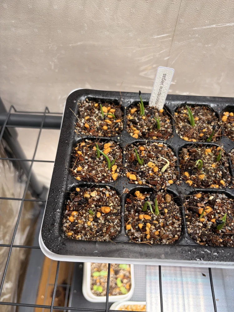 Agave utahensis var. eborispina Vegas (アガベ エボリスピナ ヴェガス)