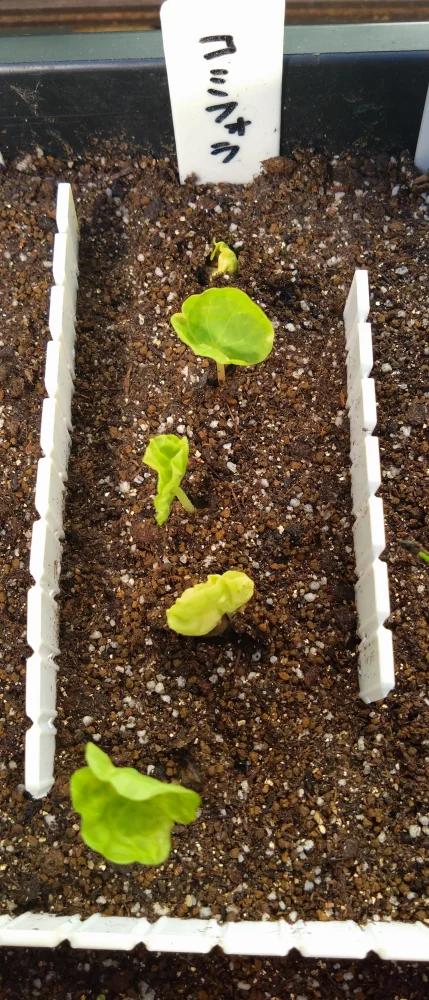 sp. Commiphora sp. (コミフォラ)