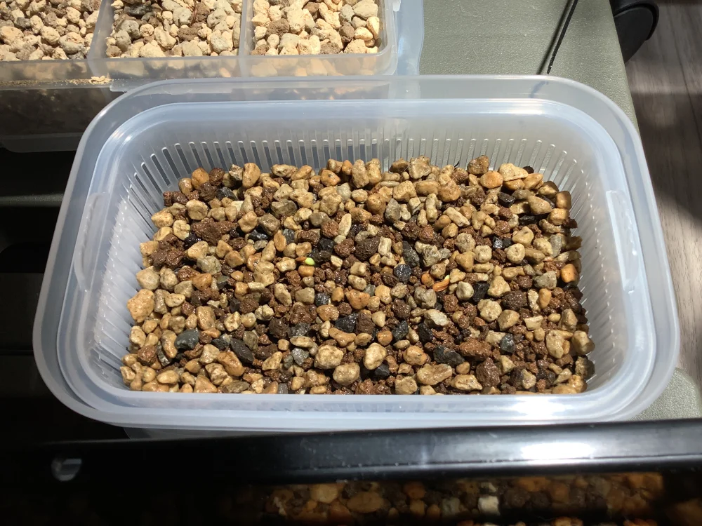 Pachypodium densiflorum var. brevicalyx (パキポディウム ブレビカリックス)