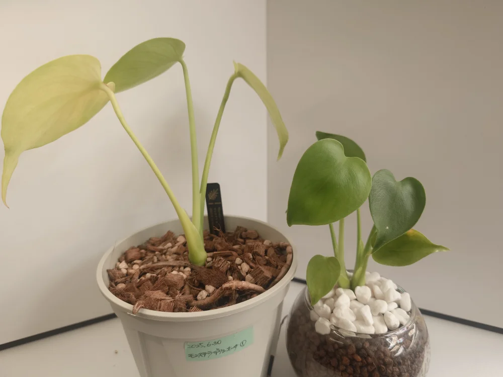 Monstera deliciosa (モンステラ デリシオーサ)