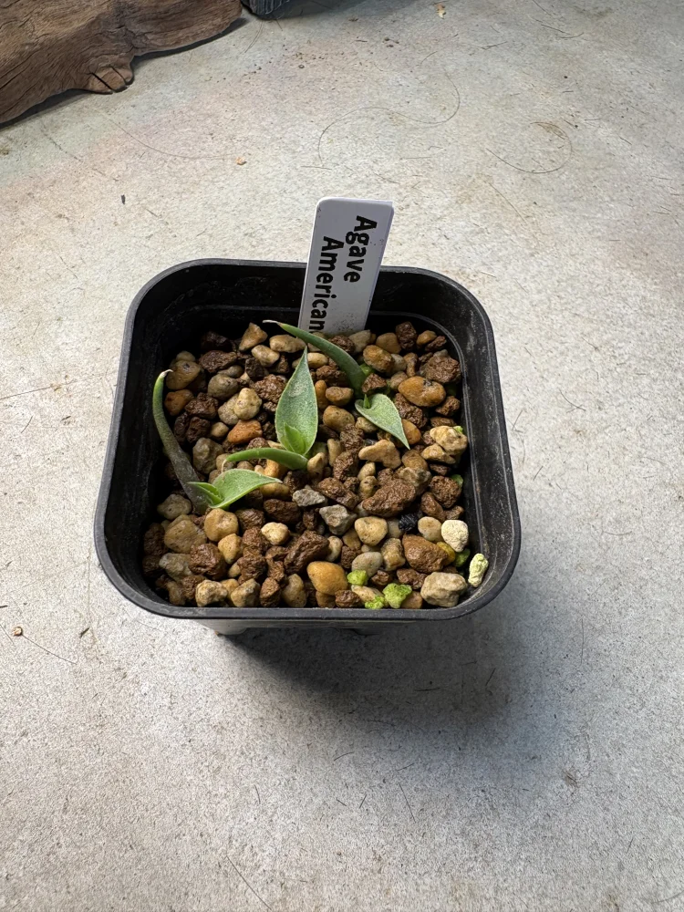 Agave americana ssp. americana (アガベ アメリカーナ)