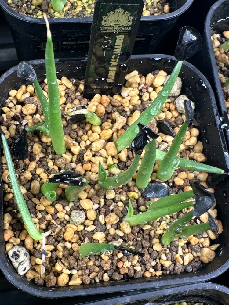 Agave parryi ssp. parryi (アガベ パリー)