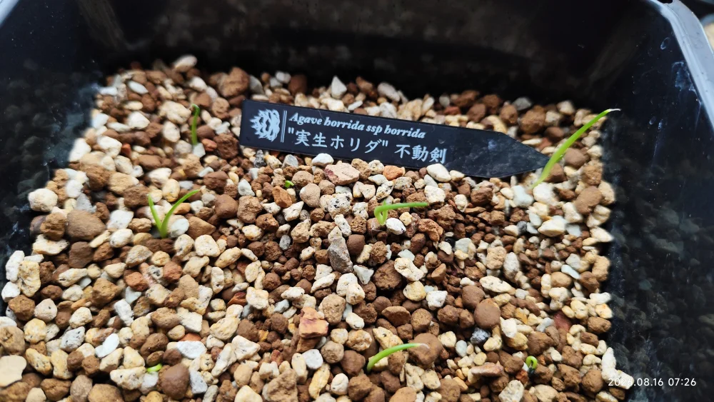 Agave horrida ssp. horrida (アガベ ホリダ)