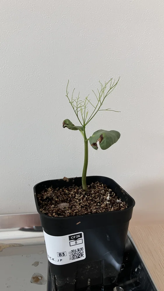 Commiphora kraeuseliana (コミフォラ クラウセリアナ)