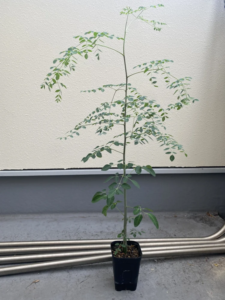 Moringa drouhardii (モリンガ ドロウハーディ)