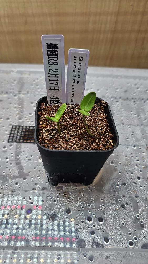 Senna meridionalis (センナ メリディオナリス)